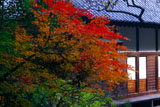 鎌倉光則寺の名残紅葉と本堂
