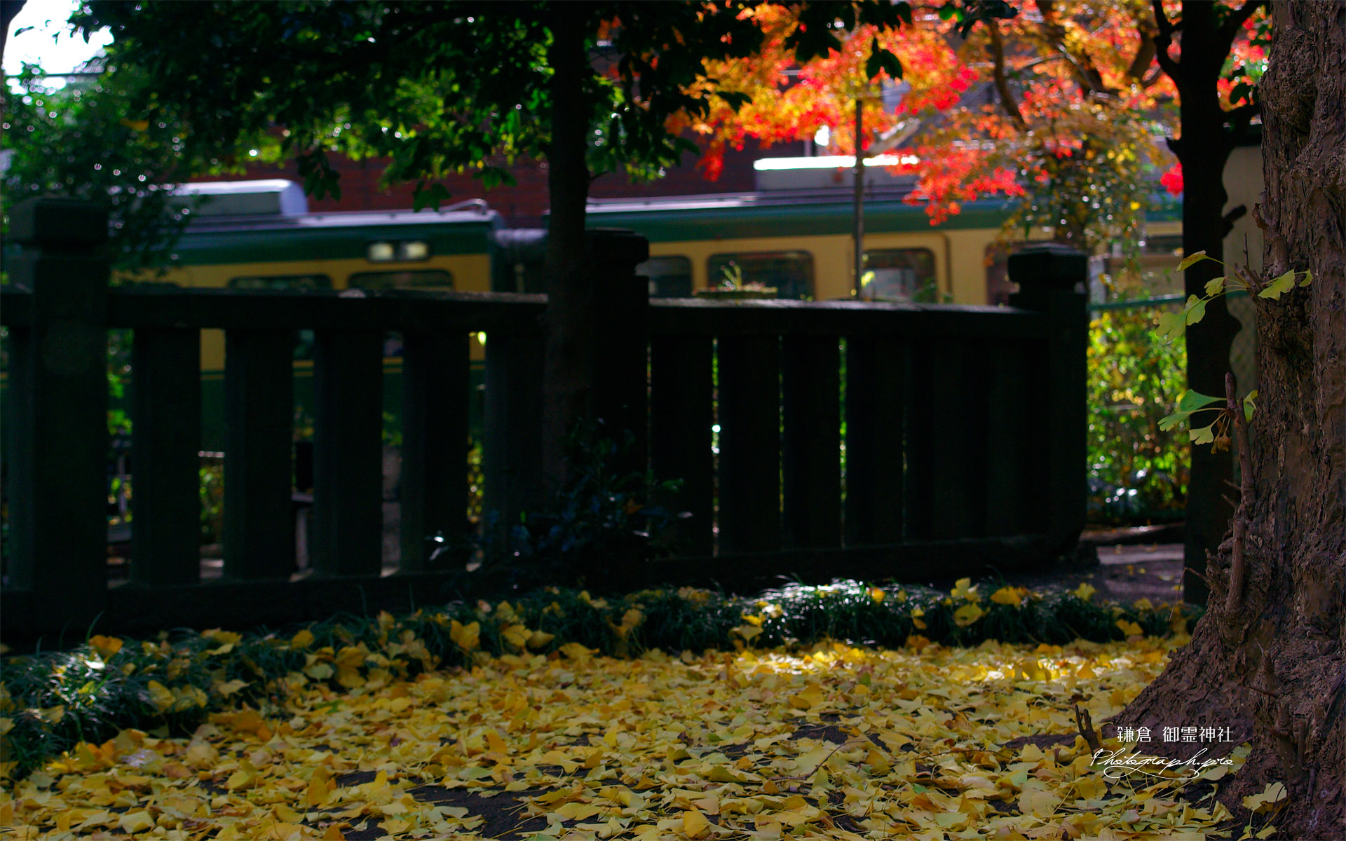 鎌倉御霊神社 冬紅葉と江ノ電