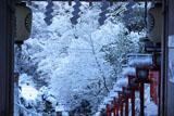 貴船神社 南門越しに雪の花