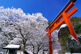 貴船神社 梶取社の雪の花