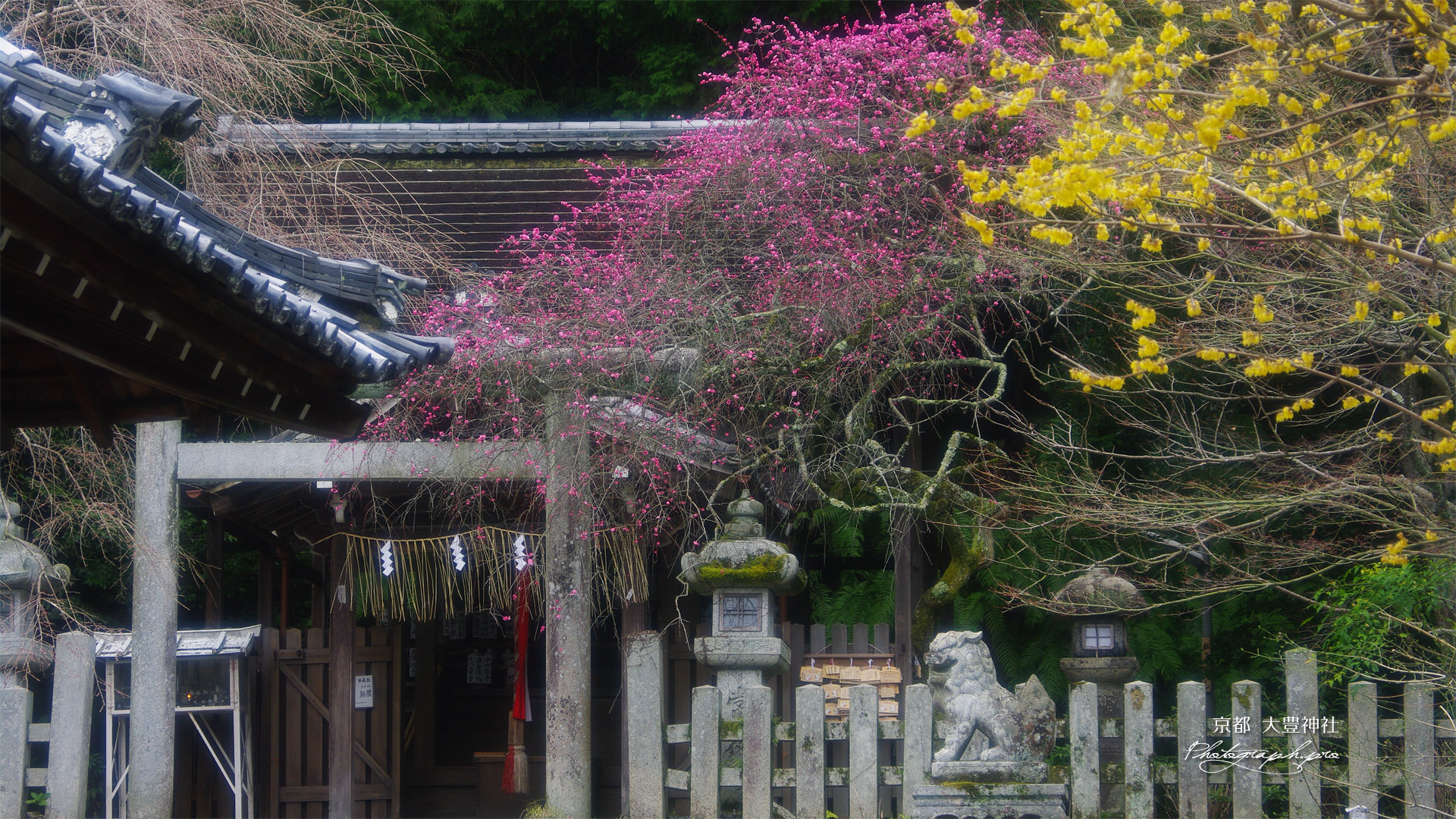 大豊神社 蝋梅と枝垂れ梅