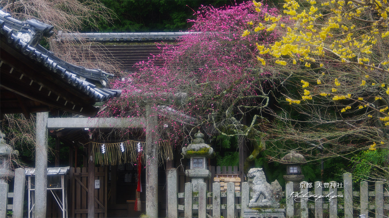 大豊神社 蝋梅と枝垂れ梅 壁紙