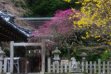 大豊神社 蝋梅と枝垂れ梅