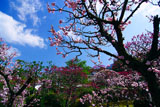 小野梅園