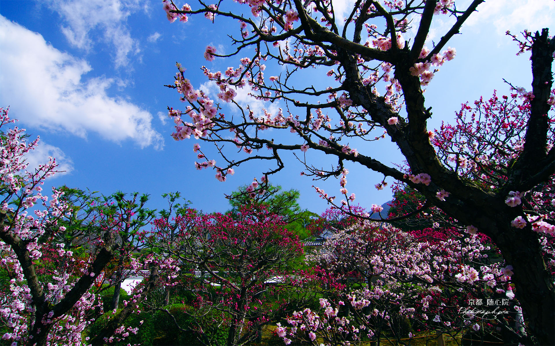 青空と小野梅園