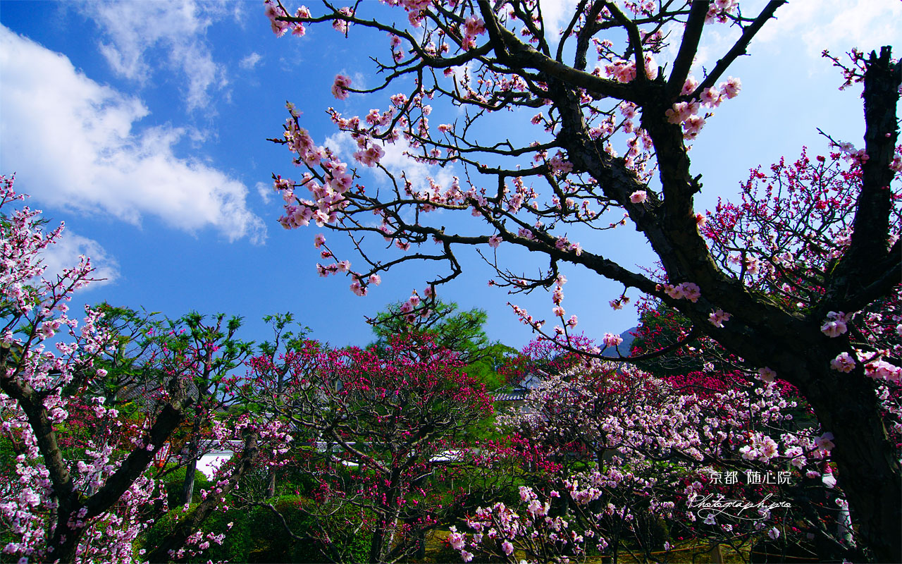 青空と小野梅園 壁紙