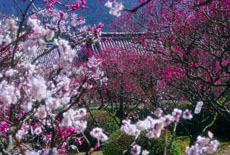 随心院