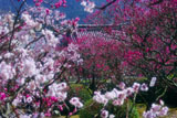 随心院