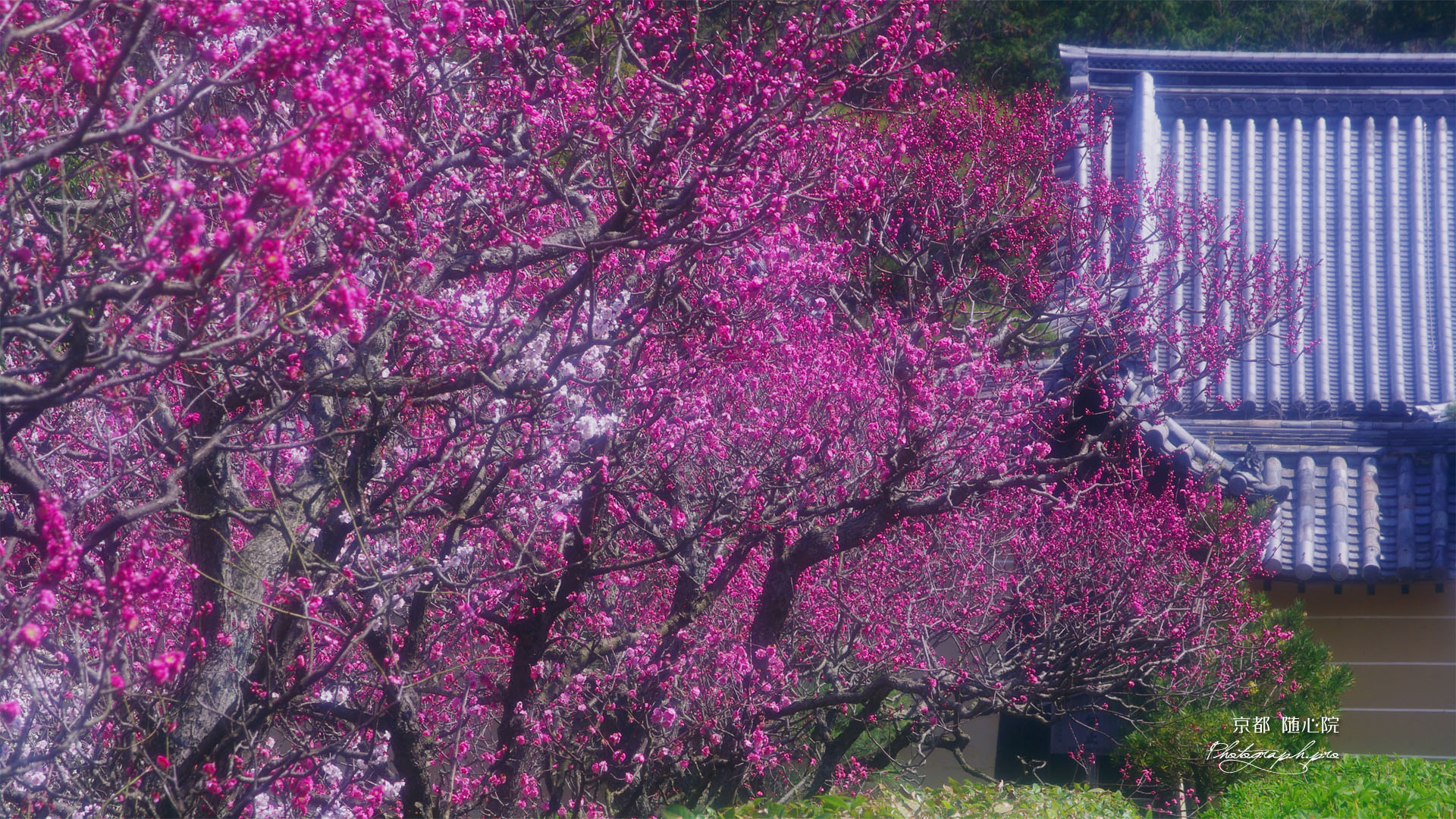 随心院の紅梅