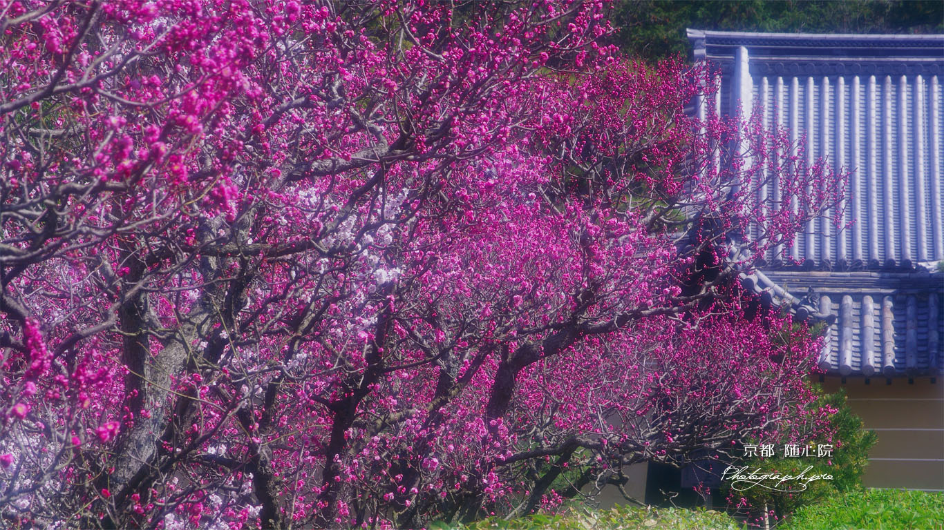 随心院の紅梅 壁紙