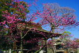 紅梅と城南宮唐渡天満宮