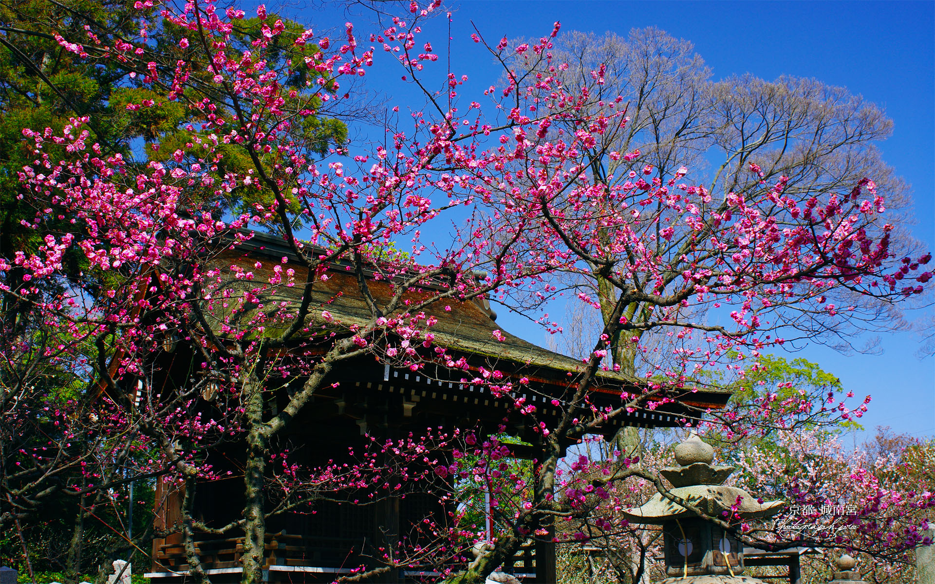 紅梅と城南宮唐渡天満宮