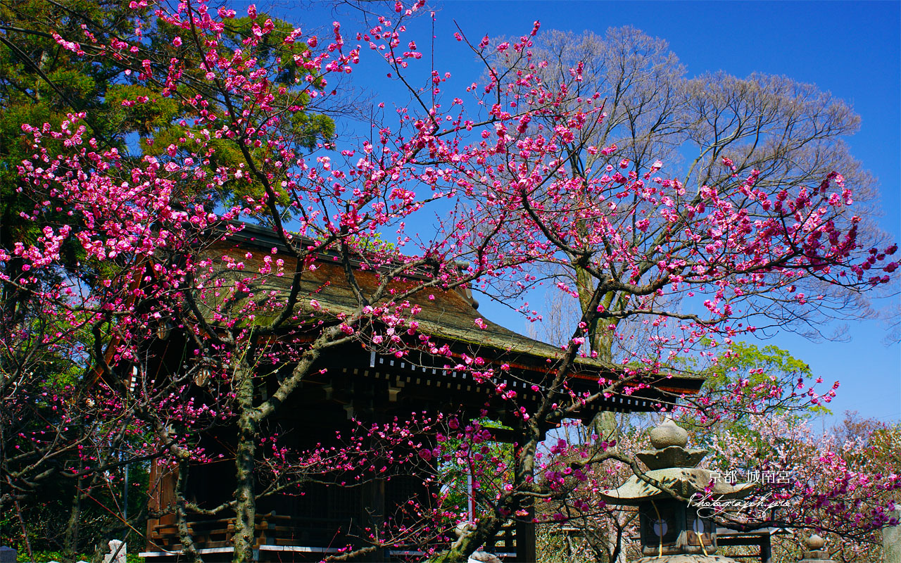 紅梅と城南宮唐渡天満宮 壁紙