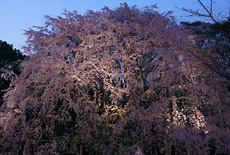 六義園のしだれ桜