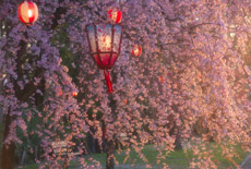 東海の桜