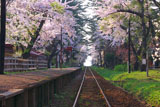 芦野公園駅の桜