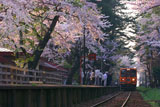 芦野公園の桜
