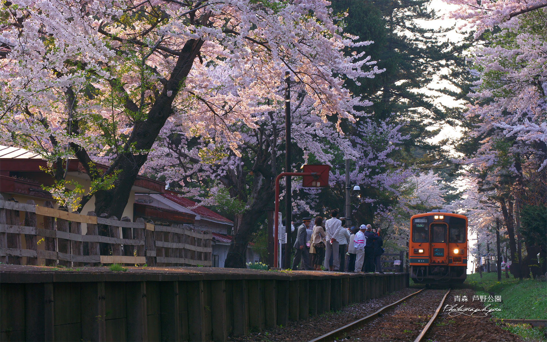 走れメロス号と桜