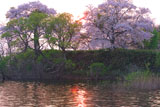 芦野公園藤沢溜池の桜