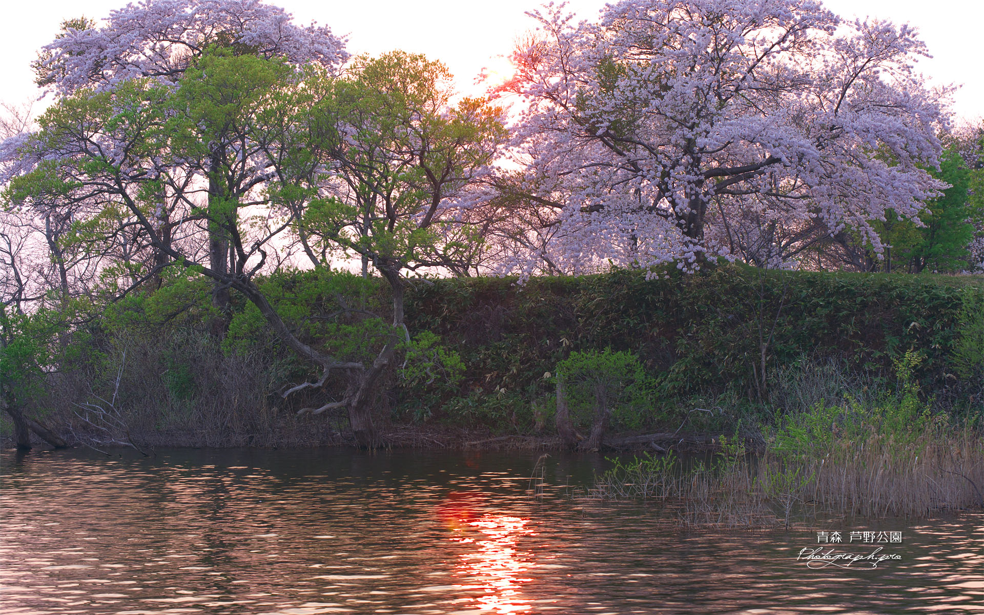 芦野公園藤沢溜池の桜