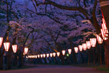 芦野公園金木桜まつり