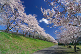 大井川鉄道桜並木