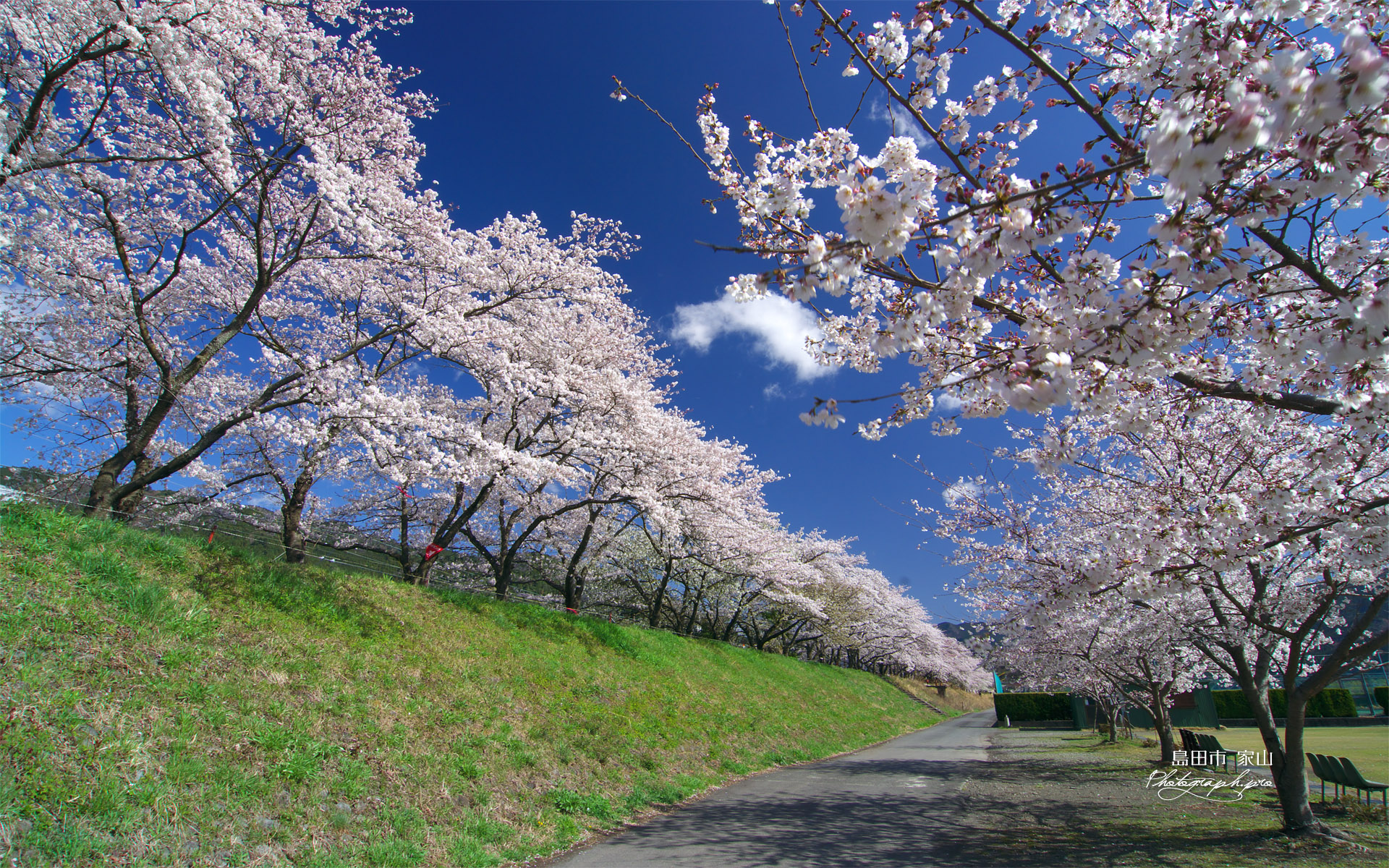 最も人気のある 桜 壁紙 無料 最高のhd壁紙画像