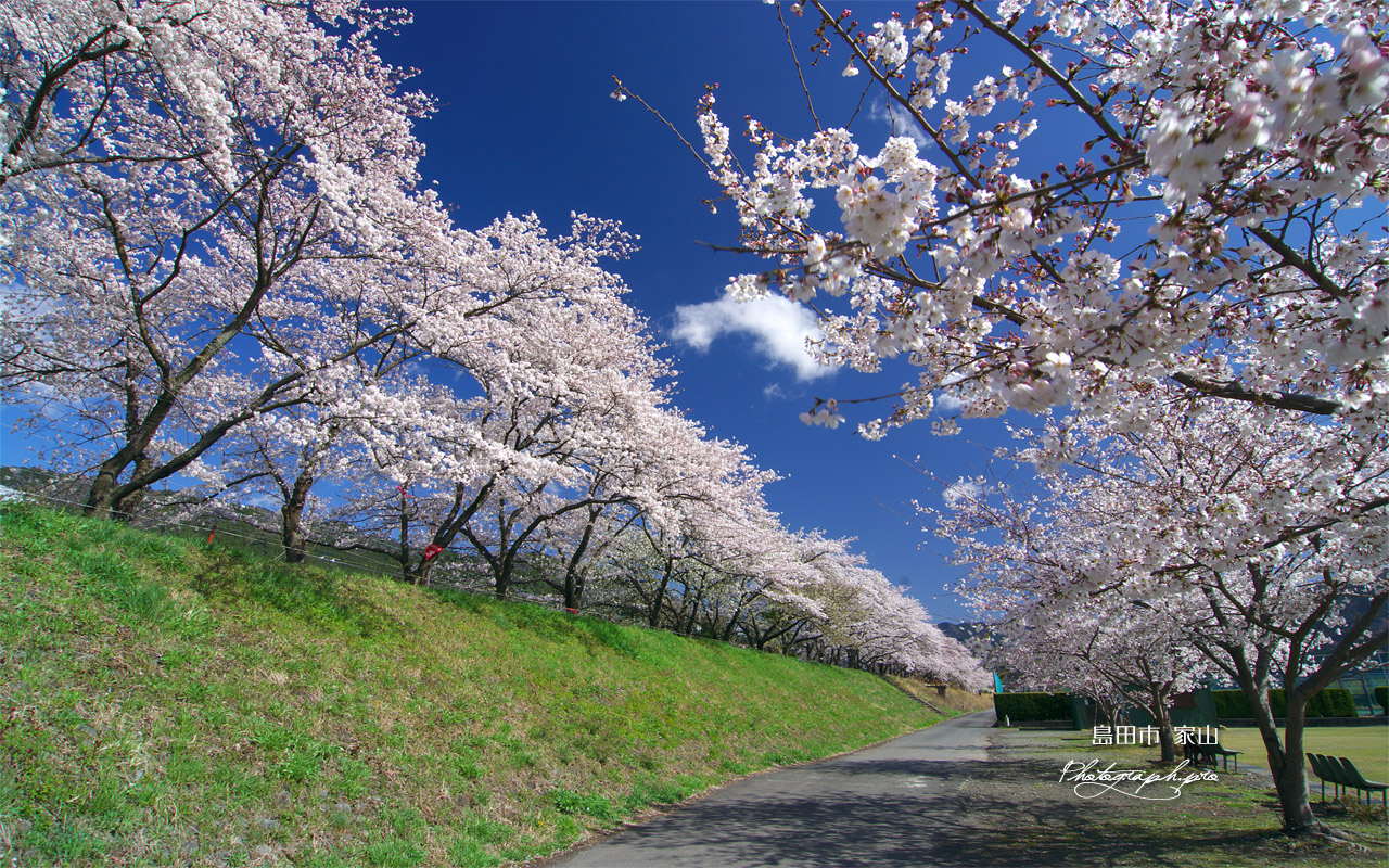 大井川鉄道桜並木 壁紙