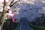 家山の桜トンネル