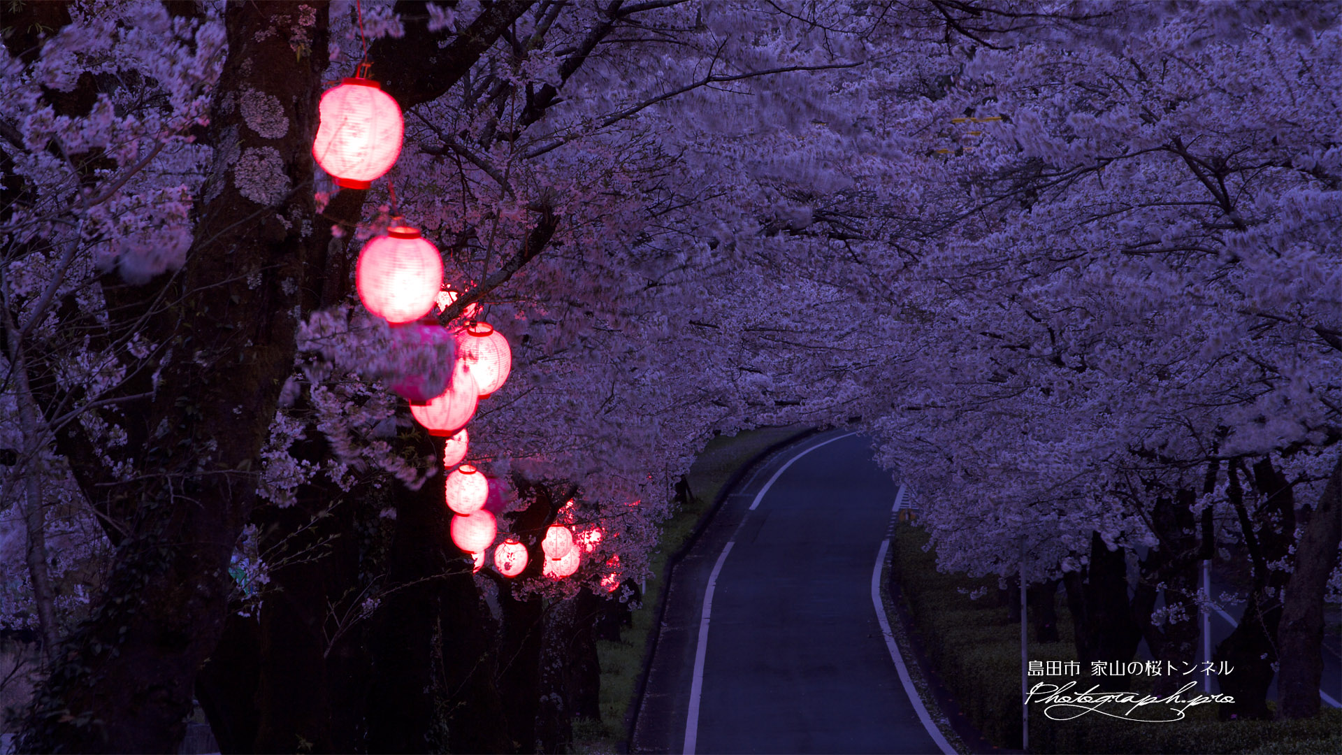 家山の桜トンネル