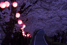 家山の桜トンネル