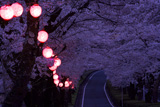 家山の桜トンネル