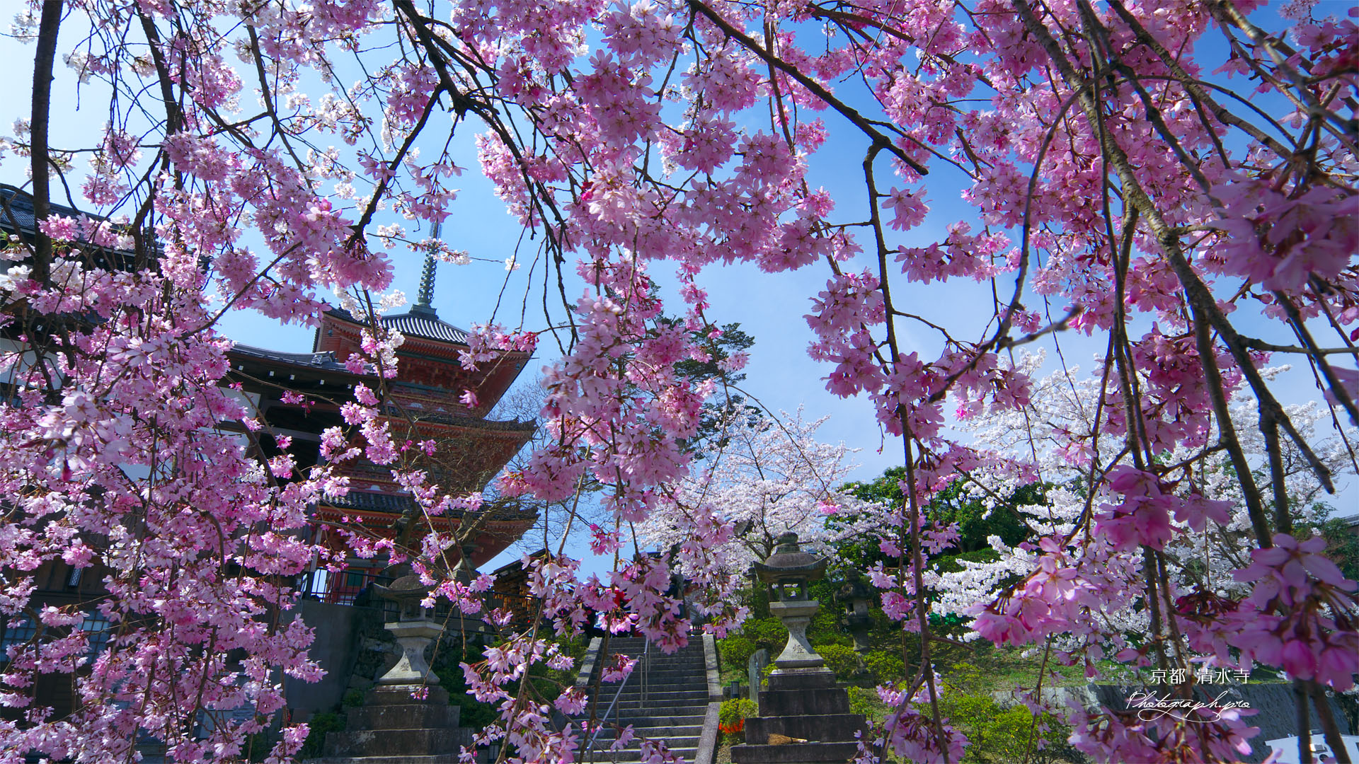 清水寺のシダレザクラ