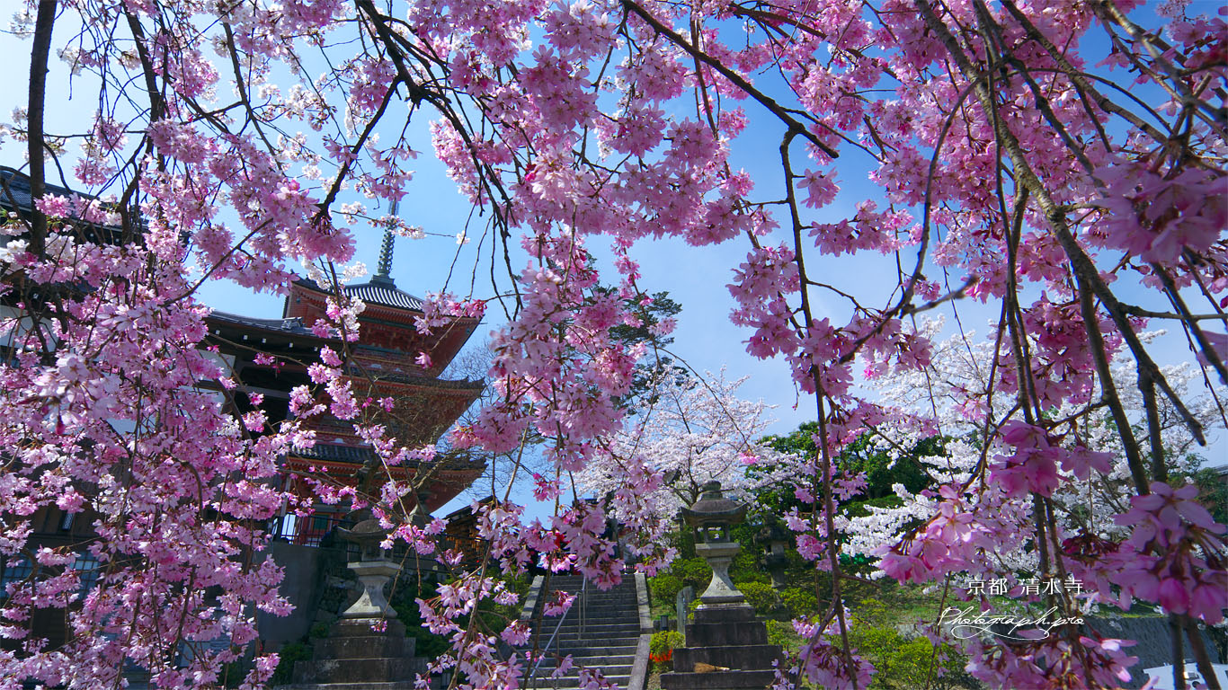 清水寺のシダレザクラ 壁紙