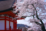 清水寺の桜と田村堂