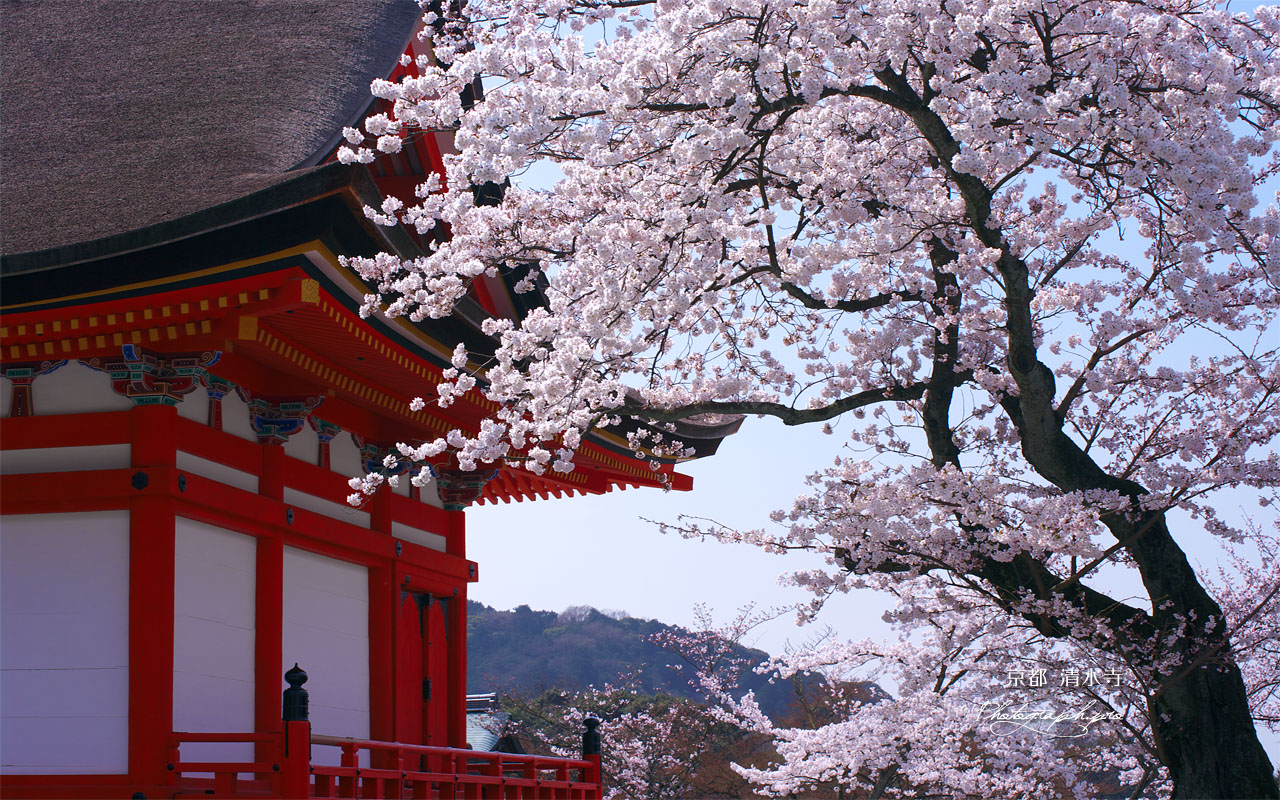 清水寺の桜と田村堂 壁紙