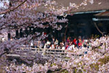 桜越しの清水の舞台