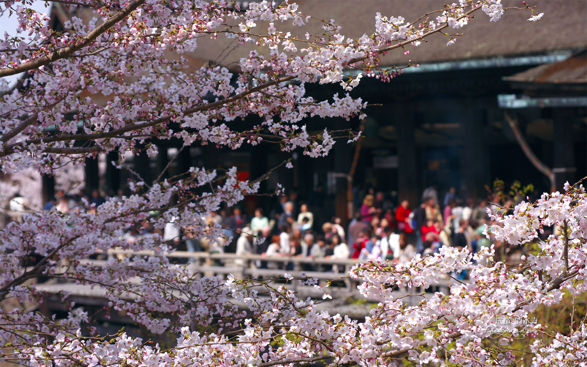 桜越しの清水の舞台