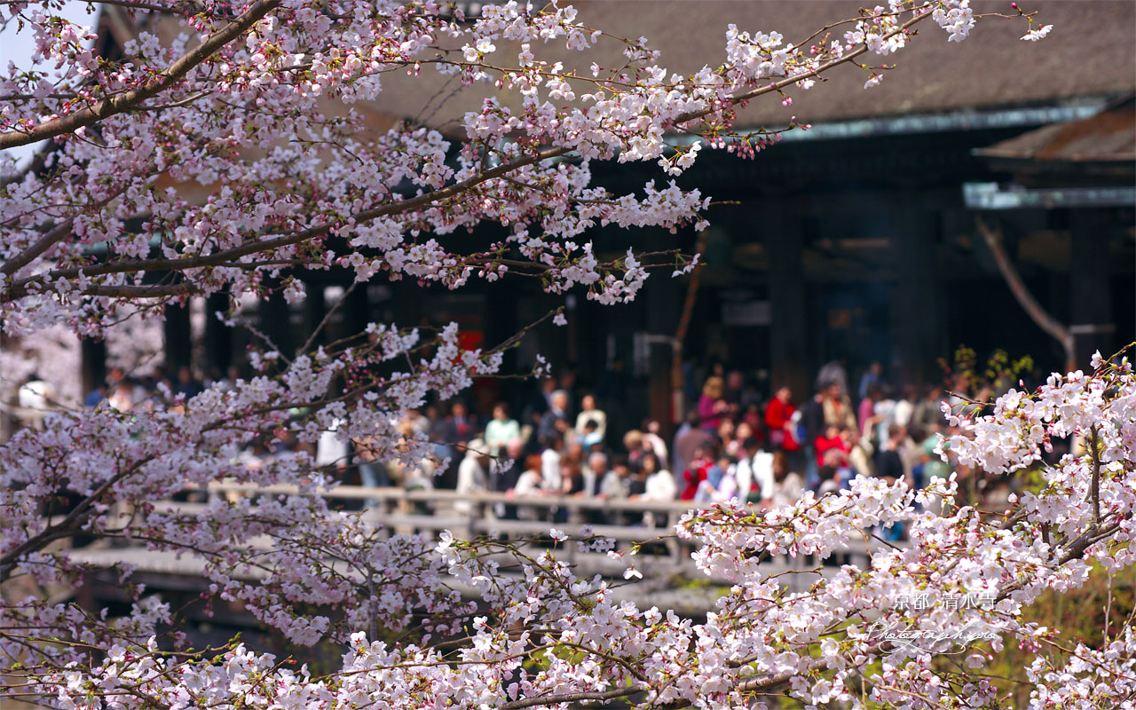 桜越しの清水の舞台 壁紙