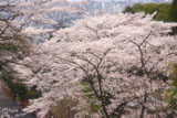 京都霊山護国神社 桜と京都市街