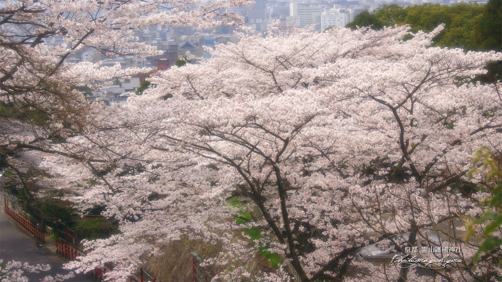 京都霊山護国神社 桜と京都市街