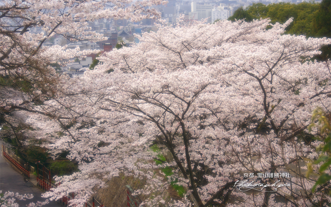 京都霊山護国神社 桜と京都市街 壁紙