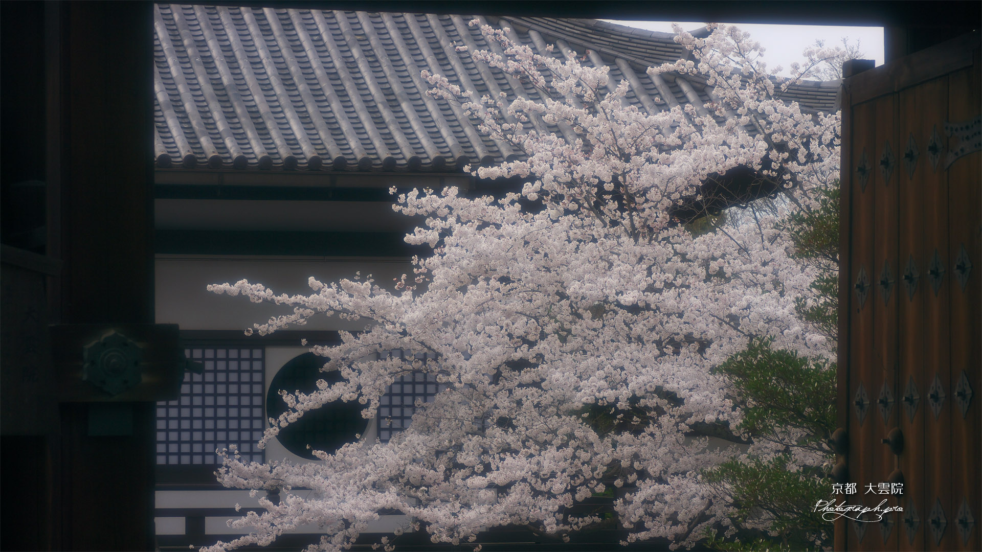 大雲院 山門越しの桜と本堂