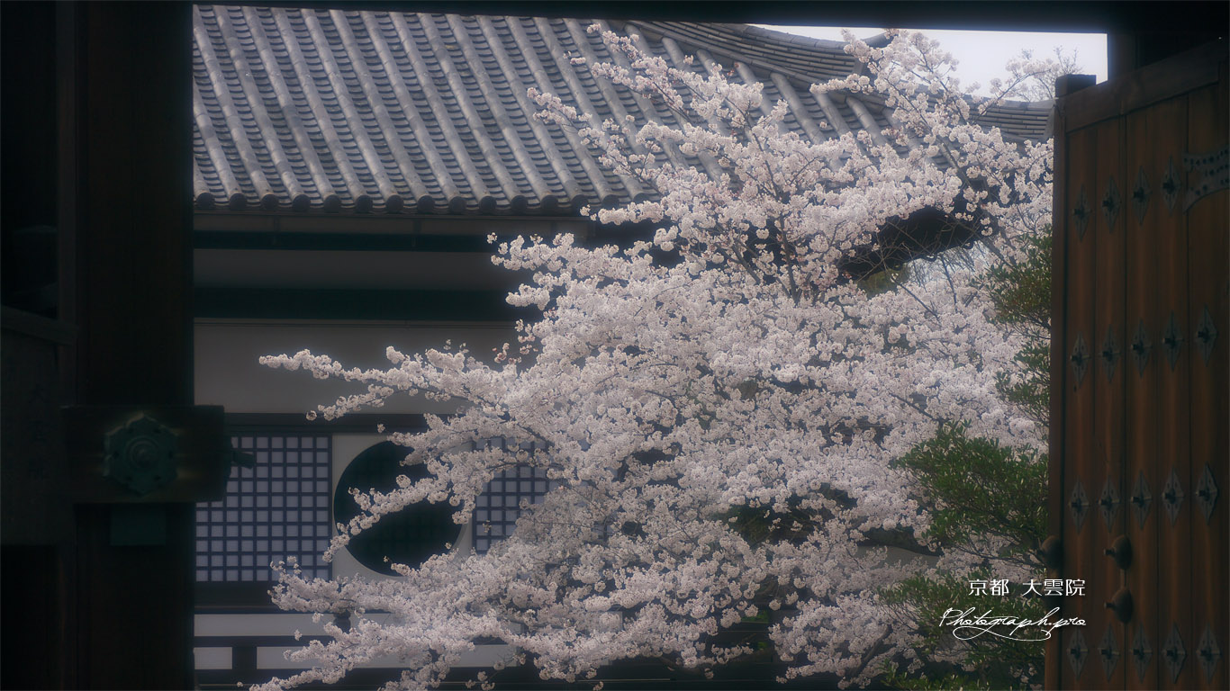 大雲院 山門越しの桜と本堂 壁紙