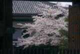 大雲院 山門越しの桜と本堂