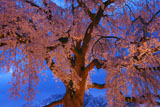 円山公園 宵の祇園しだれ桜