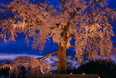 円山公園