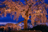 円山公園