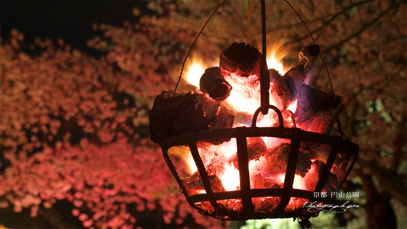 円山公園 篝火と祇園の夜桜 壁紙