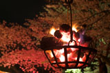 円山公園 篝火と祇園の夜桜